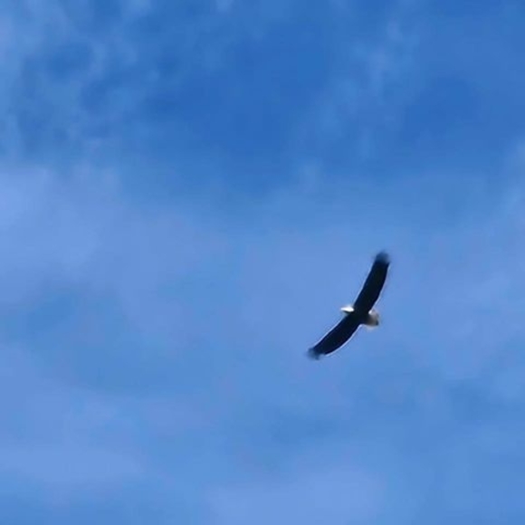 Meet your Posher, Fanny - Picture 1 of 1